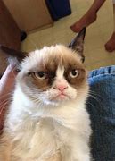 Image result for Grumpy Cat Species