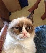 Image result for Grumpy Brown Cats