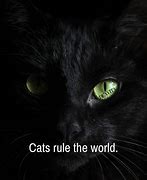 Image result for Cool Cat Quotes