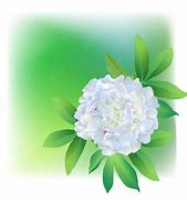 Image result for Peony Bush Vector