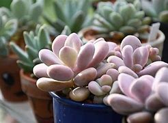 Image result for Rare Pink Succulent