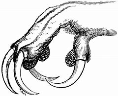 Image result for Owl Foot