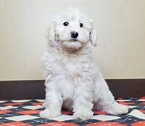 Image result for Brown and White Goldendoodle