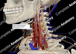 Image result for Vertebral Venous Plexus