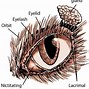 Image result for Cat Eye Conditions