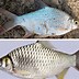 Image result for Macam Ikan