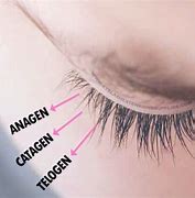 Image result for Eyelash Images