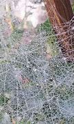 Image result for Spider Web Dew