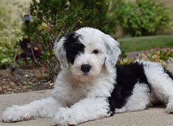 Image result for Sheepadoodle Images