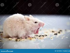 Image result for Yapping Rat