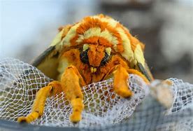 Image result for Moth Face Side Profile