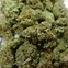 Image result for Tahoe OG Kush