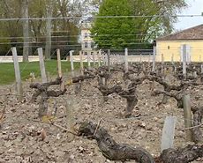 Image result for Margaux Wine