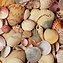 Image result for Sea Shells Wallpaper 4K