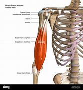 Image result for Biceps Alamy