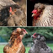 Image result for Blue Chicken Breeds With