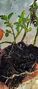 Image result for Root-Knot Nematode Tomato Roots