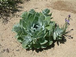 Image result for Dudleya Pulverulenta