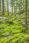 Image result for Moss-Covered Skeleton