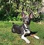 Image result for Bluetick Rat Terrier