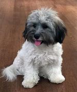 Image result for AKC Havanese Puppies