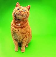 Image result for Red Ginger Cat