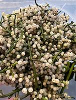 Image result for Mistletoe Seeds