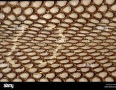 Image result for Cobra Snake Pattern