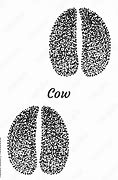 Image result for Cow Footprint Baby