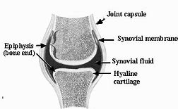 Image result for AC Joint Capsule