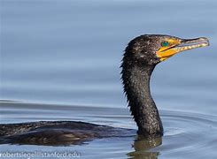 Image result for Cormorant Nose