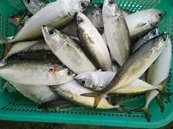 Image result for Indian Mackerel