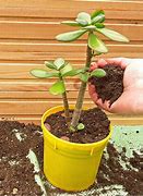 Image result for Jade Plant Roots