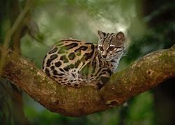 Image result for Rare Cute Exotic Animals