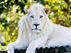 Image result for A White Lion