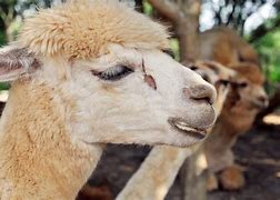 Image result for Pet Llama