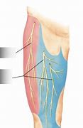 Image result for Posterior Cutaneous Nerve of Thigh