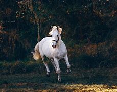 Image result for Western Horse Photography Riding