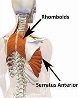 Image result for Serratus Anterior Image