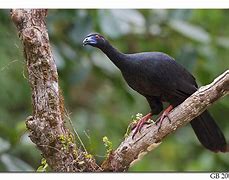 Image result for Black Guan