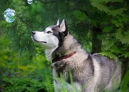 Image result for Husky Dog PFP