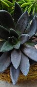 Image result for Black Diamond Succulent