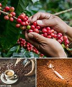 Image result for Hawaii Coffee Farm