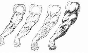 Image result for Realistic Arm Drawing