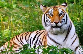 Image result for Big Cat Prints