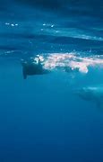 Image result for Whale in Deep Sea