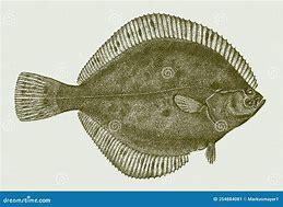 Image result for Arctic Flatfish