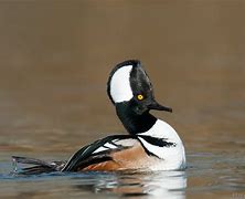 Image result for Hooded Merganser Black and White