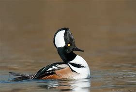 Image result for Standing Hooded Merganser