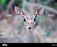 Image result for Dik Dik Eyes